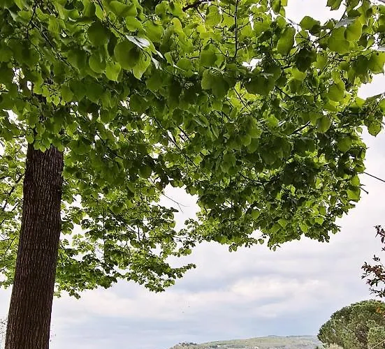 Colle Del Vento 公寓 托迪